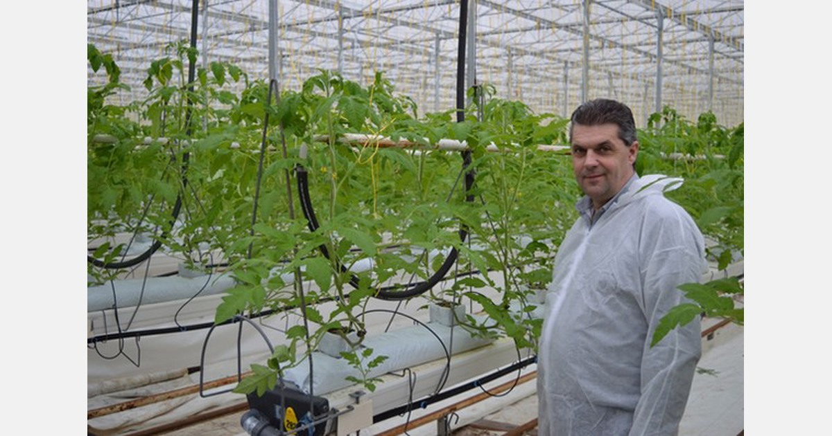 Growing tomatoes on perlite, why not? growing tomatoes in perlite