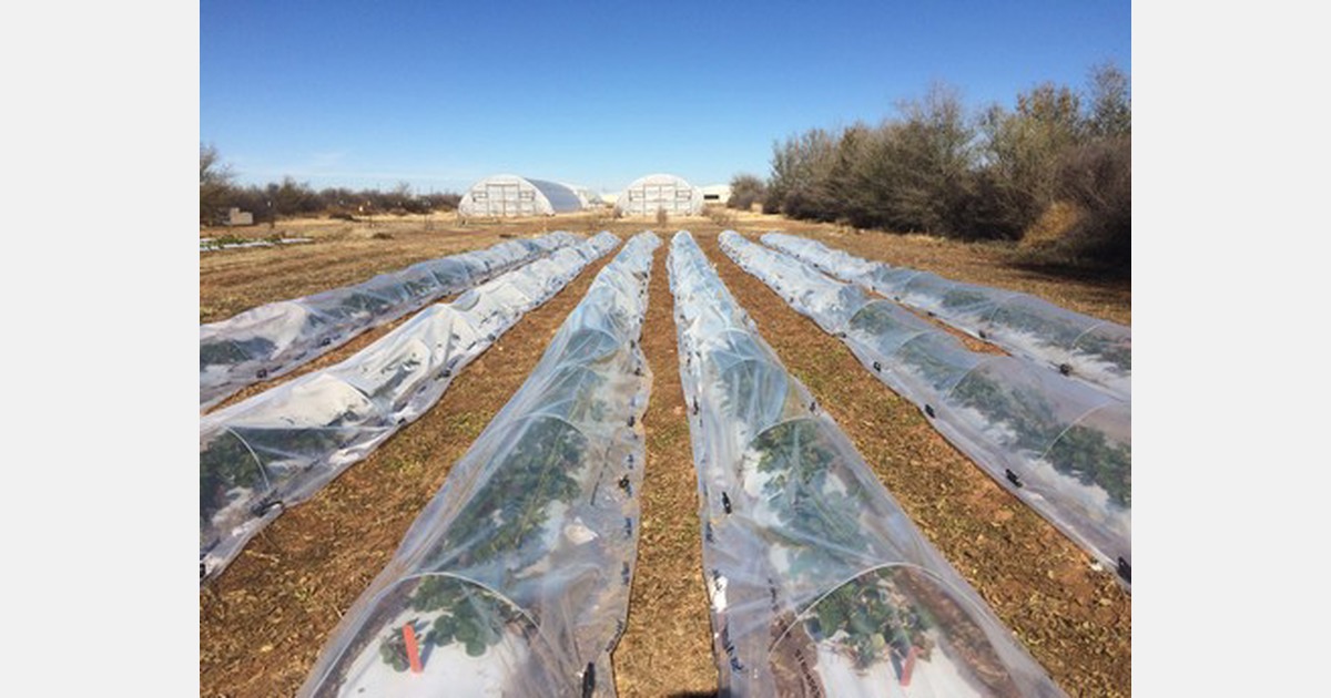 US (TX): AgriLife Extension-led study aims to boost strawberry production