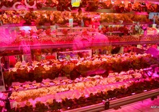 A vertical growing installation filled with lettuce