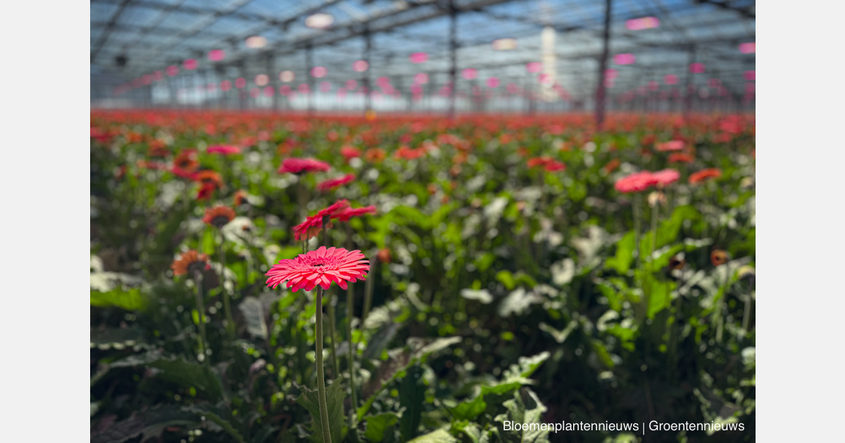 Silent failures in greenhouse lighting can erode yield before operators see the problem