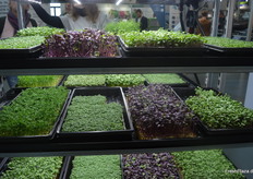 Fresh microgreens from vertical cultivation at the OnlyGreens GmbH stand.