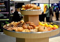 Range of Voltz squash varieties