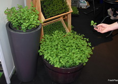 Mint cultivated for the Mojito! 