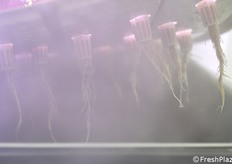 Water sprayed at 70 bar in this FRM technique