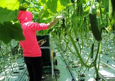 Leadership of the greenhouse is in the hands of a Dutch-German team, the seasonal workers mostly come from Poland and Ukraine.