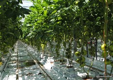 Some six hectares is home Lyterno vine tomato.