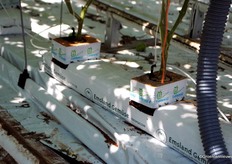 The crop is partly grown on substrates by Knauf Perlite / Kleeschulte. Another part is on coir fiber by Dutch Plantin.