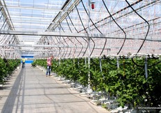 With the cocktail tomatoes was chosen for Delioso