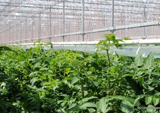 The system and hooks are still visible between the cocktail tomatoes. A density of 4.6 bunch p / m is observed.