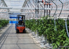 During the cultivation of bedding plants, only two of the three paths are used. With vegetables, all three paths are needed.
