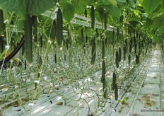 "If our way of clipping costs more? Maybe, but we save on clips and labor during the harvest,” says Peters."