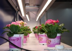 LED light was still a big theme at this years IPM.