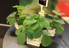 Hybrid strawberry plant from Limgroup, on Grodan substrate