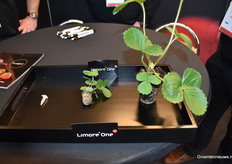 The club of F1Hybrid breeders have developed another new variety: the Limore One