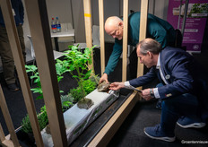 A quick look at how the roots of the tomato plants have developed after three days, on Jiffy substrate and under Valoya lights....