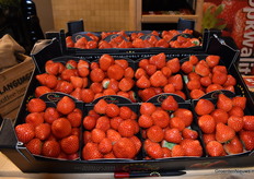 Beautifully exposed Sonata strawberries from VZ