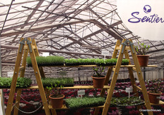 View 'in the greenhouse' at Sentier.