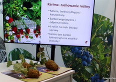 The strawberry variety Karima in Mattivi's stand.