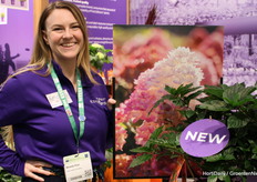 Not yet in bloom now but a very nice new variety. Amanda Flint, Endless Summer next to the Spring Sizzle Hydrangea