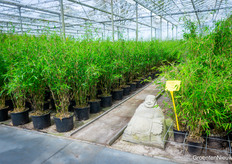 Bamboo Giant is one of Europe's largest bamboo nurseries, with 25,000m2 of greenhouse and another 35,000m2 of outdoor space.
