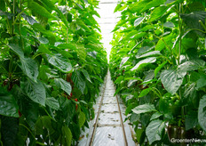 And then nicely into the greenhouse, among the green leaves and red peppers