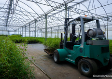 Bamboo Giant's plants, grown or purchased in-house, are sold to gardeners, export companies and garden centres throughout Europe. But major holiday and amusement parks also find the company.