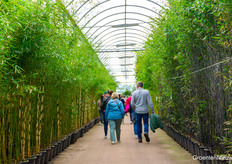 Through the bamboo forest, marvel at the different colours of trunks and the height of the plants.