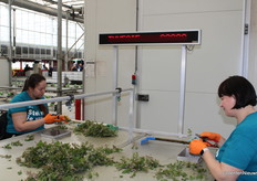 Cutting cuttings from the Tunisia rose