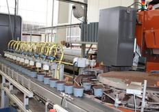 The plants first go through the blower to blow out the loose leaves - An employee assesses the plants for ripeness. The machine packs 4 plants at a time.