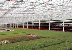 Here you can see not only the different stages of the roses, but also a section of technique. The higher part are the roses that are almost ready to be packed