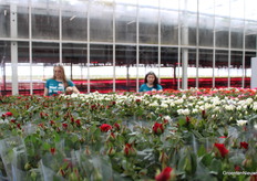 Roses, roses and more roses