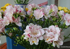 Freesias in all colours