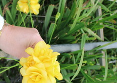 Marseille double yellow