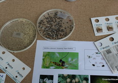 Parasitic wasps and aphids