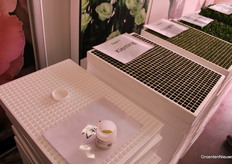 The stages of growth with seed as the beginning