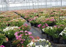 KIDK is the most photogenic outing of the year