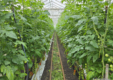 Viridis-Eco is growing organic tomatoes on almost 4 hectares on Prinsenweg this year. The plants were planted on 10 February. In the greenhouse, you will encounter cocktail vine tomatoes, medium vine tomatoes and cherry tomatoes.
