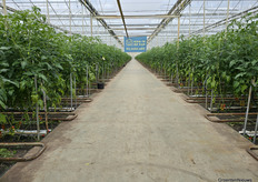 Viridis-Eco is one of the organic growers on Voorne-Putten