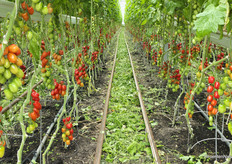 To keep the soil healthy, bio(dynamic) growers' crops change every year. Nursery F.J.J. de Koning has 4 locations at its disposal for this purpose.