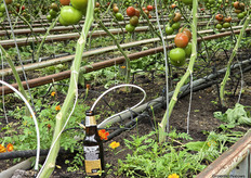 The beer bottles caught the eye of many visitors. With the help of the beer bottles, watering is monitored at Frank de Koning's greenhouse.