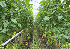 Nursery F.J.J. de Koning grows biodynamic tomatoes, cucumbers, (pointed) peppers and aubergines at a total of four locations. In the greenhouse that participated in Kom in de Kas 2026, visitors encountered vine tomatoes, wild tomatoes and mini San Marzano tomatoes on 3 hectares.