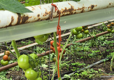 Pheromone confusion helps control Tuta