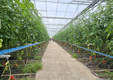 At Nursery F.J.J. de Koning, visitors could see all the way from front to back in the greenhouse.