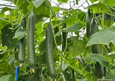 After a warm, growing week, the cucumbers are moving fast. On Saturday morning, harvesting was still going on at the back of the greenhouse at Greenyland.
