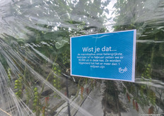 Biological control comes with impressive numbers: 90,000 macrolophus in tomato crops at Bryte's Greenforce site.