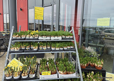 "Extra busy next Saturday, 11 April, in connection with Kom in de Kas." Fresh from Voorne was prepared.