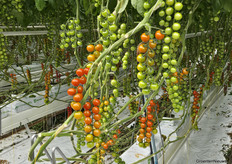 Bryte grows unexposed varieties Sunalon and Axantia at site Greenforce.