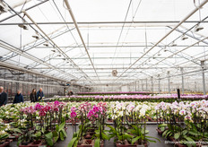 A peek in the greenhouse