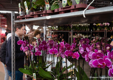 Orchids could also be bought