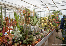 The private collection of the Ubink family